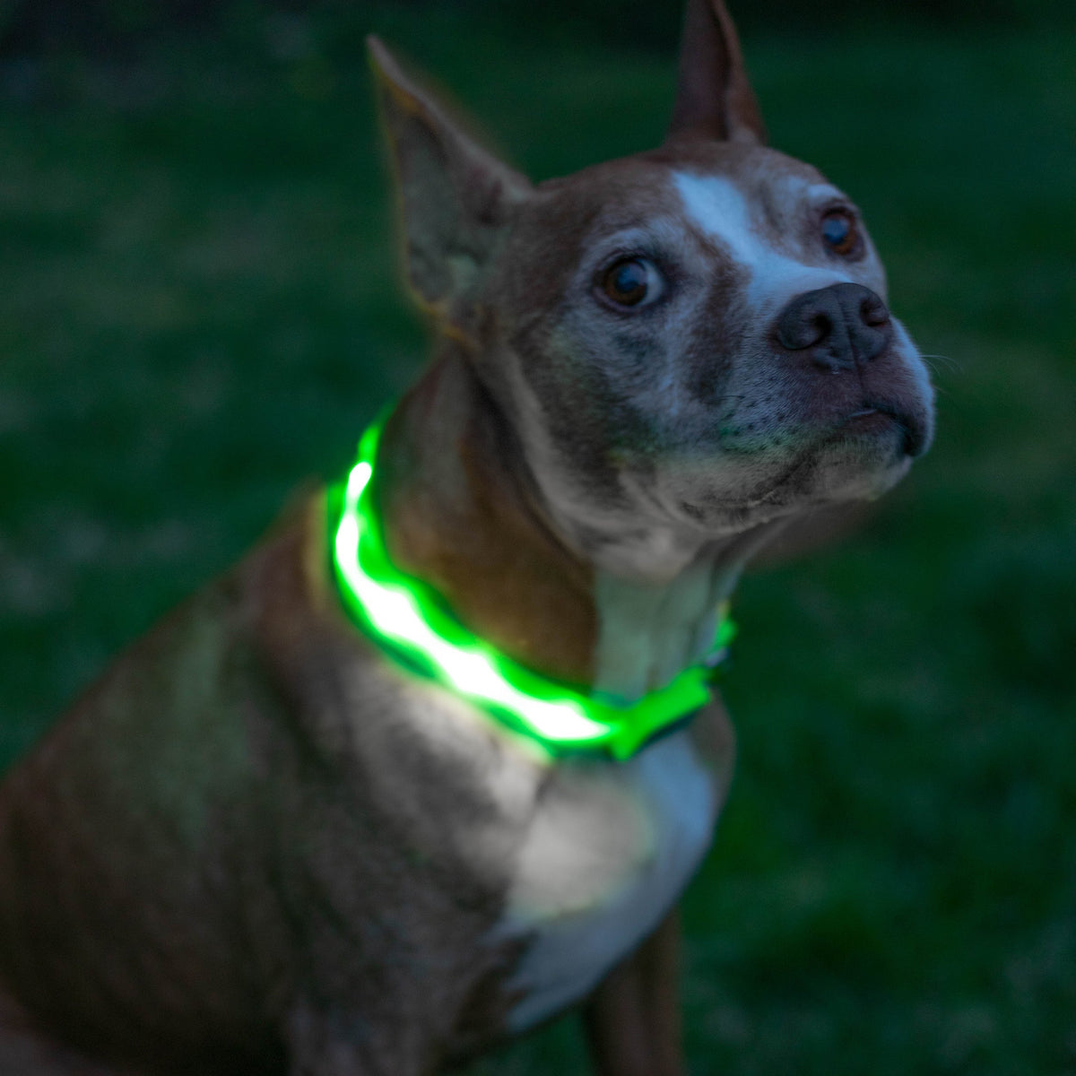 LED Dog Collar