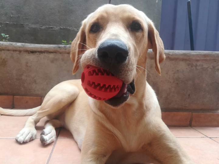 Dog Treat Toy Ball