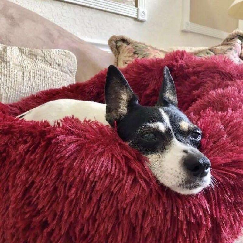 Anxiety Relieving Dog Bed